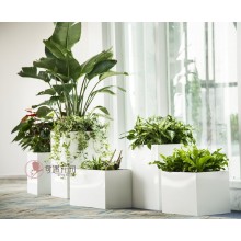 專注室內(nèi)綠植服務(wù)8年，綠植租賃，免費(fèi)養(yǎng)護(hù)，一站式商務(wù)空間